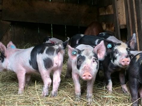Hampshire piglets for sale - £95 Each For Sale FOR SALE ----- Juliana Piglets. This advert is located in and around Welford, Northamptonshire. Juliana Piglets for Sale £95 each 8 Sows(female) 9 Boars …
